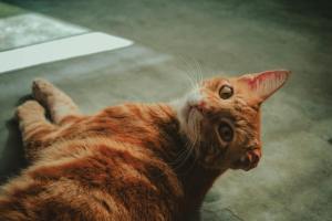 chat calme petsitting brest