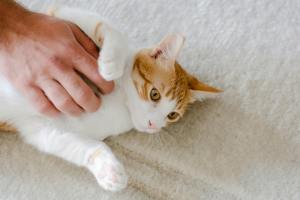 chat détendu caressé petsitting brest