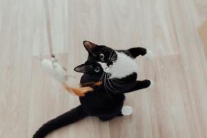 chat avec jouet petsitting brest