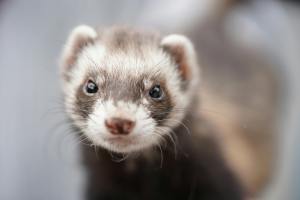 furet petsitting brest