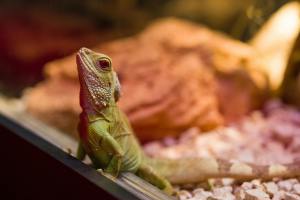 petit iguane dans son terrarium visite domicile brest