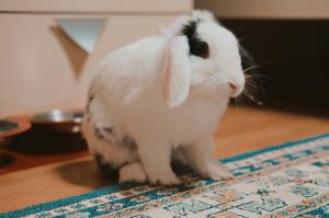 lapin dans salon petsitting brest