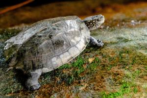 tortue dans son terrarium visite domicile brest
