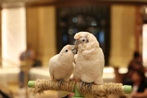 couple oiseaux petsitting brest